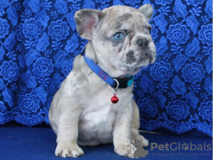 Photo №1. french bulldog - for sale in the city of Stockholm | Is free | Announcement № 84881