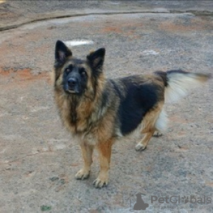 Photo №1. german shepherd - for sale in the city of Helsinki | Is free | Announcement № 128411