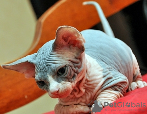 Photo №2 to announcement № 126314 for the sale of sphynx cat - buy in Germany private announcement