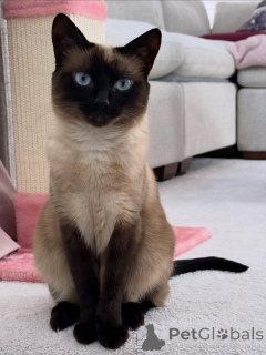 Photo №1. siamese cat - for sale in the city of ALAVUS | 550$ | Announcement № 169109