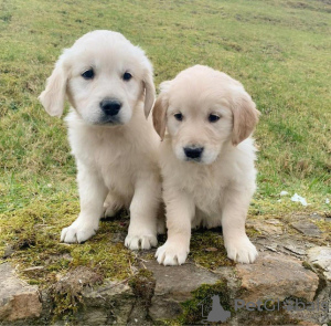 Photo №2 to announcement № 42046 for the sale of golden retriever - buy in Germany private announcement