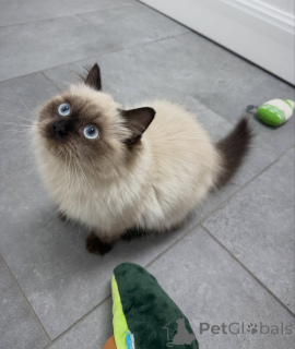Photo №1. ragdoll - for sale in the city of Zürich | negotiated | Announcement № 174846