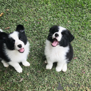 Photo №1. border collie - for sale in the city of Bochum | 361$ | Announcement № 171427