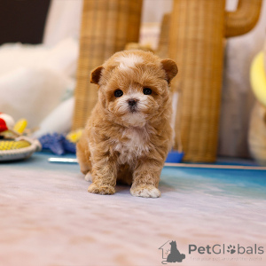 Photo №2 to announcement № 152210 for the sale of maltipu - buy in United States breeder
