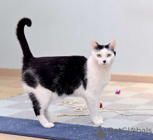Photo №3. Affectionate cat Patrick is looking for a family.. Russian Federation