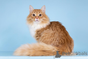 Photo №4. I will sell  in the city of Khimki. from the shelter - price - Is free