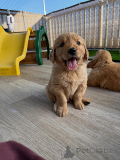 Photo №3. Cute Golden Retriever Puppies Available Now. Czech Republic