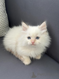 Photo №1. siberian cat - for sale in the city of Jever | 361$ | Announcement № 173648