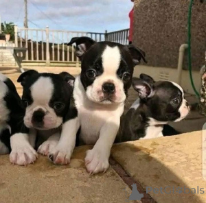 Photo №1. boston terrier - for sale in the city of Arnsberg | 329$ | Announcement № 147560