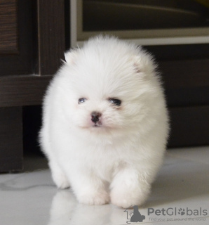 Photo №2 to announcement № 7589 for the sale of pomeranian - buy in Belarus breeder