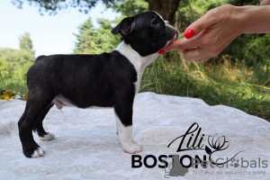 Photo №3. Boston Terrier puppies for sale. Belarus
