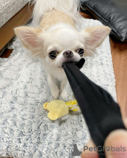 Photo №3. CHIHUAHUA PUPPIES. United States