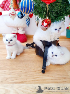 Photo №1. persian cat - for sale in the city of Амстердам | 264$ | Announcement № 124256