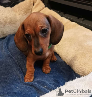 Photo №2 to announcement № 75518 for the sale of dachshund - buy in Lithuania private announcement