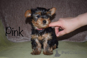 Photo №3. Yorkshire Terrier Puppies. Sweden
