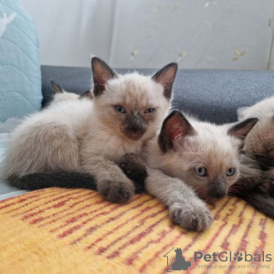 Photo №1. siamese cat - for sale in the city of Berlin | Is free | Announcement № 125370