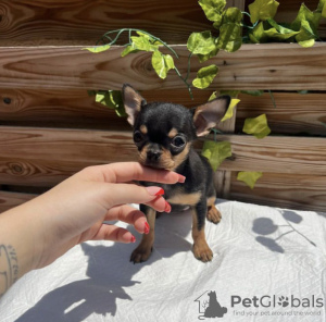 Photo №1. non-pedigree dogs - for sale in the city of Berlin | 300$ | Announcement № 90313