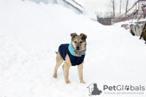 Photo №2 to announcement № 34796 for the sale of non-pedigree dogs - buy in Russian Federation private announcement