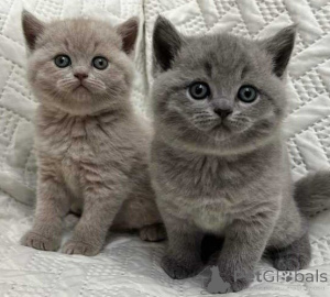 Photo №1. british shorthair - for sale in the city of Berlin | 258$ | Announcement № 155484