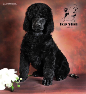 Photo №1. poodle (royal) - for sale in the city of Volgograd | 1625$ | Announcement № 6256