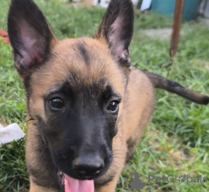 Photo №2 to announcement № 110341 for the sale of belgian shepherd - buy in Serbia private announcement