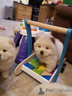 Photo №2 to announcement № 149693 for the sale of chow chow - buy in Germany private announcement