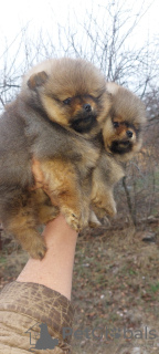 Photo №2 to announcement № 126679 for the sale of pomeranian - buy in Ukraine private announcement, from nursery, breeder