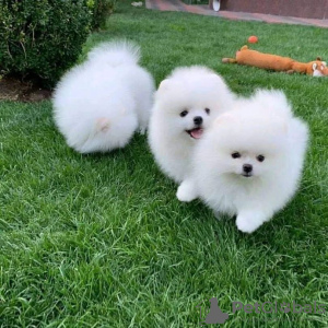 Photo №1. pomeranian - for sale in the city of Berlin | negotiated | Announcement № 98689