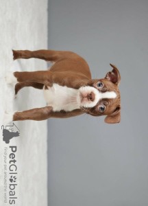 Photo №2 to announcement № 120656 for the sale of boston terrier - buy in Finland 