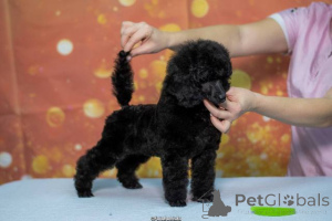 Photo №4. I will sell poodle (royal) in the city of Чачак.  - price - negotiated