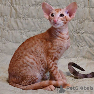 Photo №1. oriental shorthair - for sale in the city of Marseilles | 264$ | Announcement № 120896