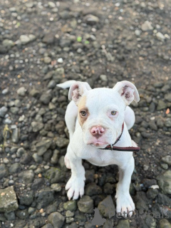 Photo №1. american pit bull terrier - for sale in the city of Amiens | 310$ | Announcement № 178884
