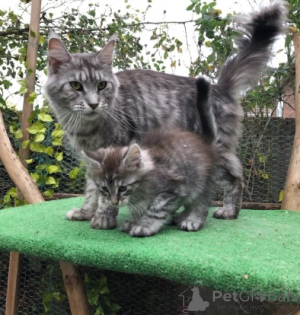 Photo №4. I will sell maine coon in the city of Copenhague.  - price - 929$