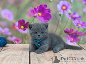 Photo №2 to announcement № 93380 for the sale of british shorthair - buy in United States private announcement