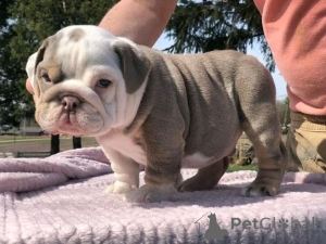 Photo №1. english bulldog - for sale in the city of Berlin | 471$ | Announcement № 137159