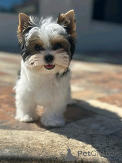 Photo №4. I will sell yorkshire terrier in the city of Aubenas.  - price - negotiated