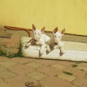 Photo №2 to announcement № 6346 for the sale of bull terrier - buy in Russian Federation from nursery