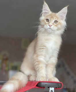 Photo №2 to announcement № 163189 for the sale of maine coon - buy in Germany breeder