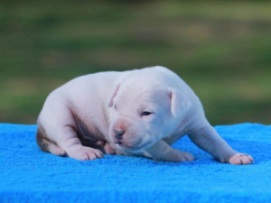 Photo №2 to announcement № 3112 for the sale of  - buy in Russian Federation private announcement, from nursery, breeder