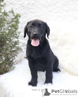 Photo №4. I will sell labrador retriever in the city of Jena. private announcement, from nursery, from the shelter - price - 527$