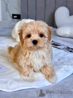 Photo №2 to announcement № 145972 for the sale of maltipu - buy in Italy breeder