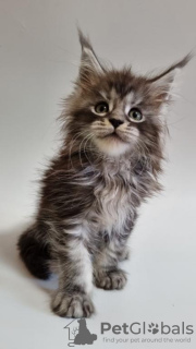 Photo №1. maine coon - for sale in the city of Linz | Is free | Announcement № 95177