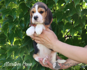 Photo №3. Beagle puppy. Saudi Arabia