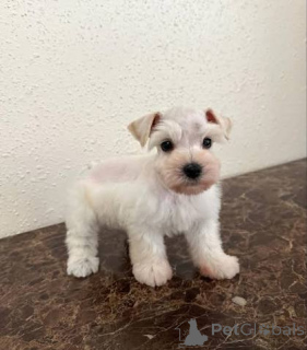 Photo №1. giant schnauzer - for sale in the city of Aberdeen | negotiated | Announcement № 173099