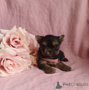 Photo №1. yorkshire terrier - for sale in the city of Moscow river | 501$ | Announcement № 164779