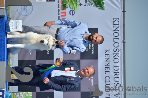 Additional photos: Siberian husky for sale male