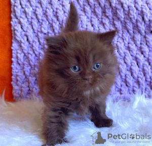 Photo №1. british shorthair - for sale in the city of Cape Coral | 260$ | Announcement № 83695