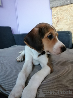 Photo №3. Russian Hound puppies.. Germany