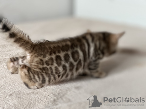 Additional photos: Bengal kittens from titled parents