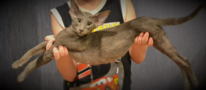 Photo №2 to announcement № 4226 for the sale of oriental shorthair - buy in Russian Federation from nursery, breeder
